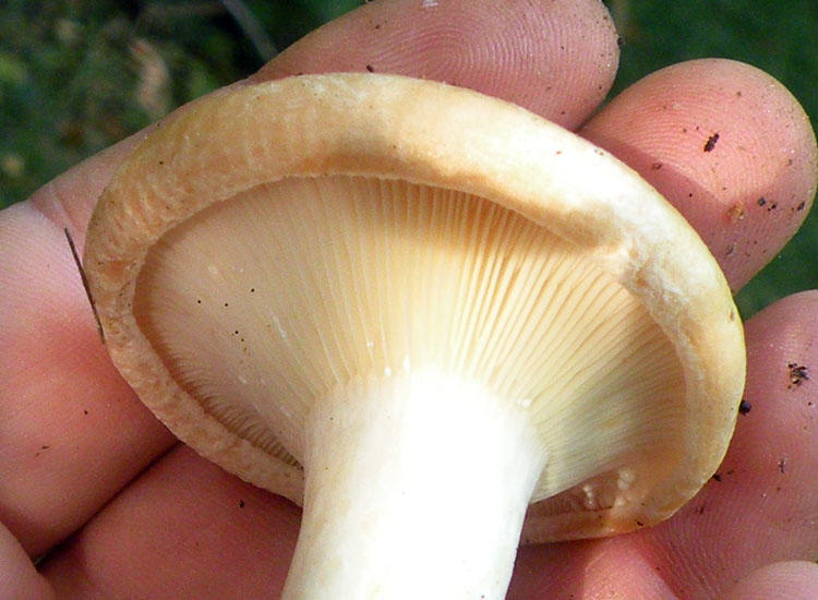 Due Clitocybe gibba? O Lepista flaccida? O...